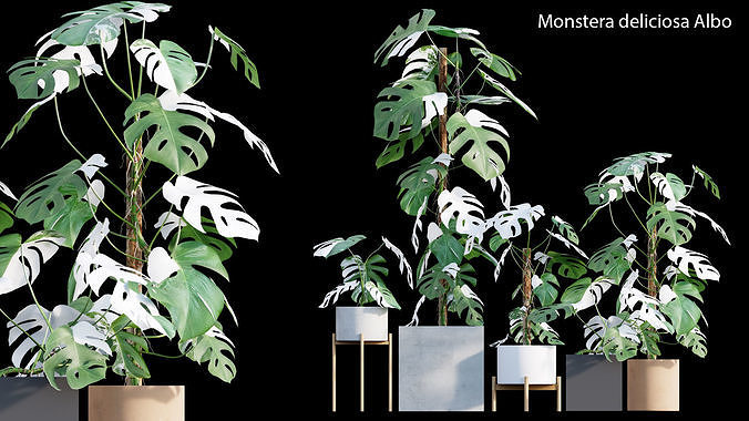 Monstera deliciosa Albo - Var 3D model