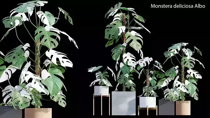 Monstera deliciosa Albo - Var 3D model
