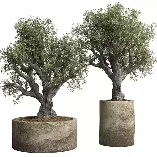 Collection outdoor plant 38 pot old olive tree concrete old vase