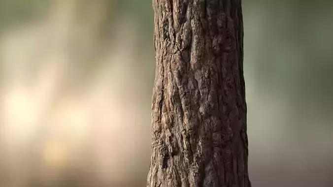 Pine Tree Bark Texture