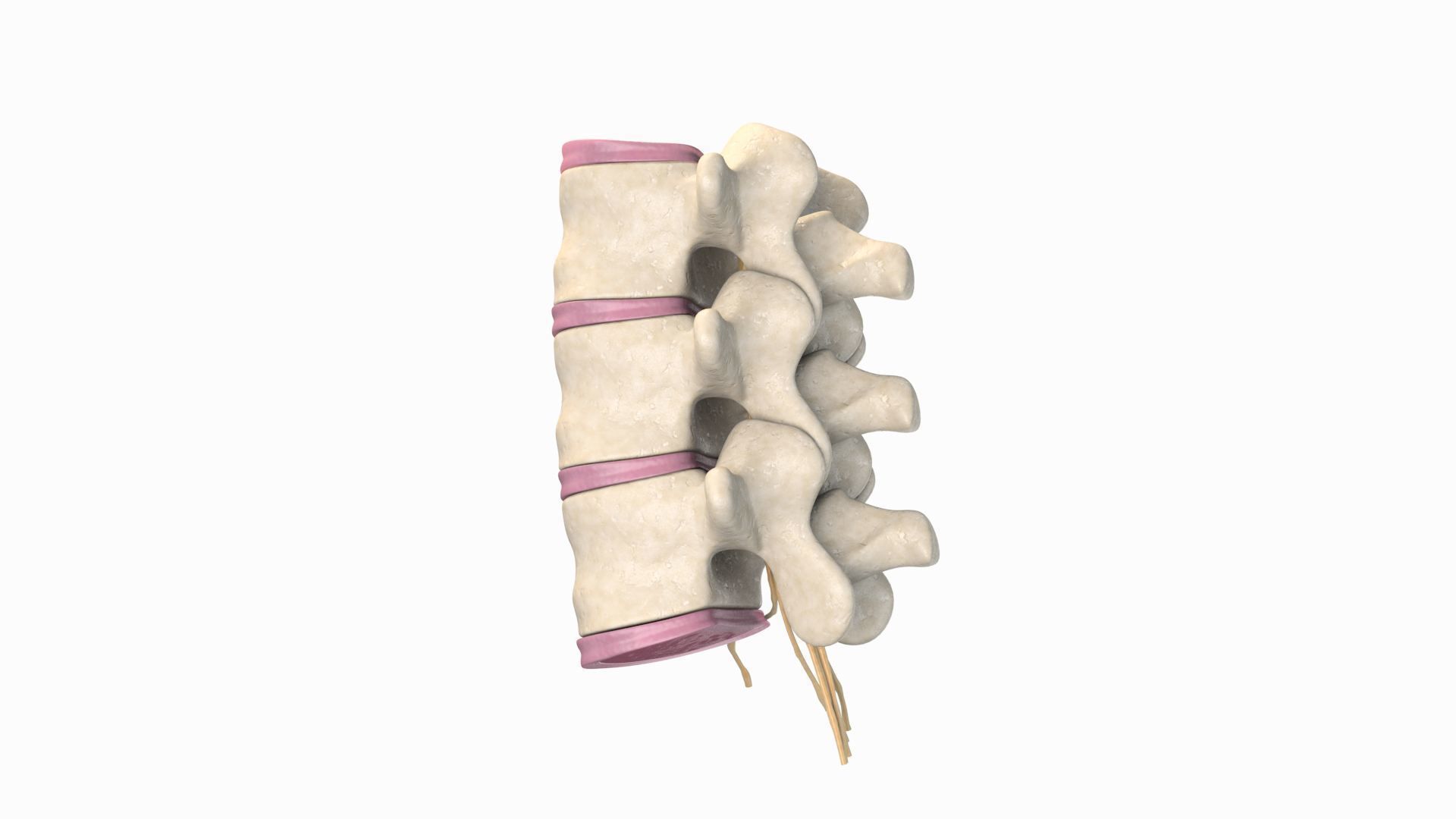 Slipped Bulging Herniated Herniation Disc Spine 3D model_20