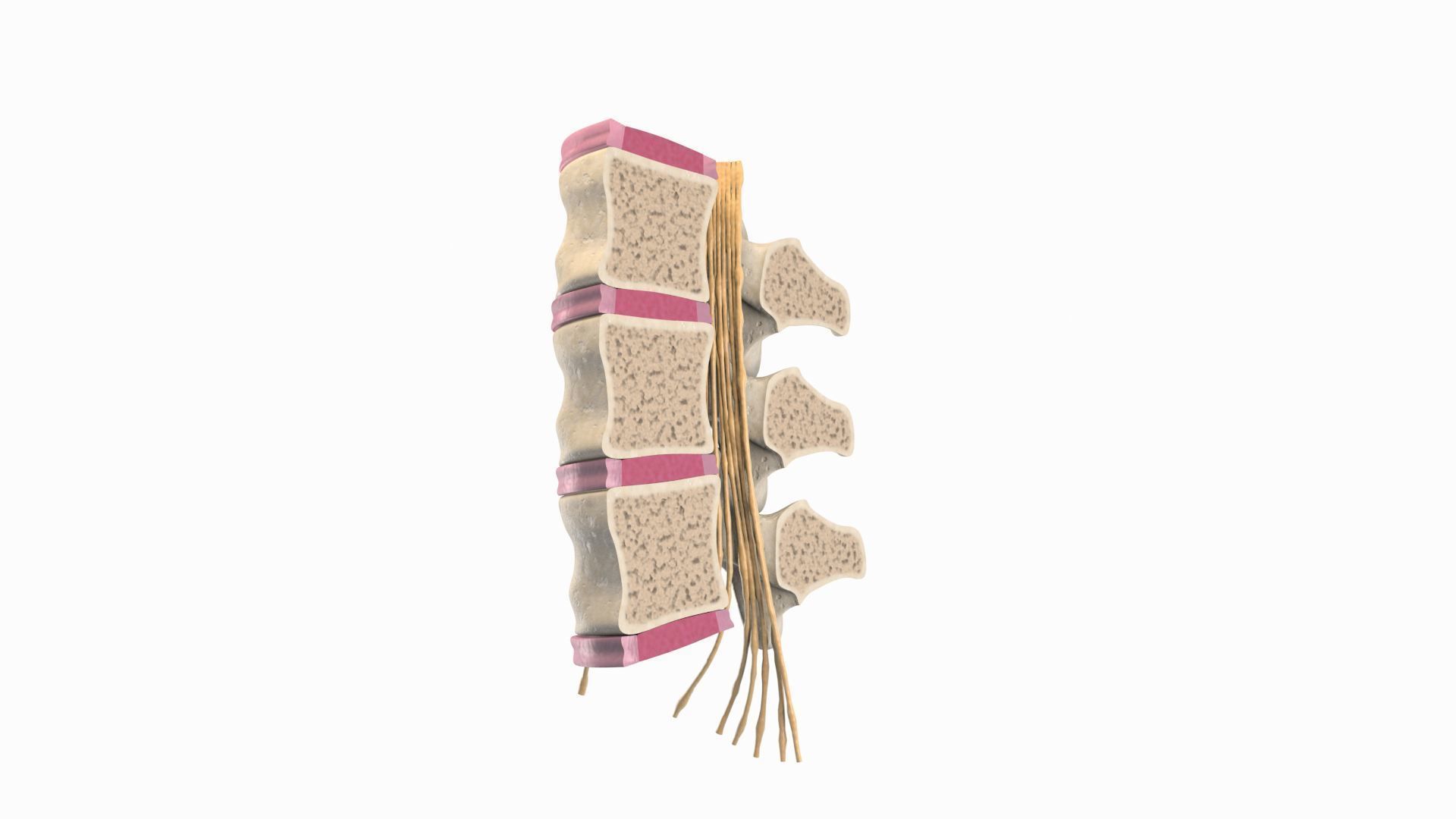 Slipped Bulging Herniated Herniation Disc Spine 3D model_7
