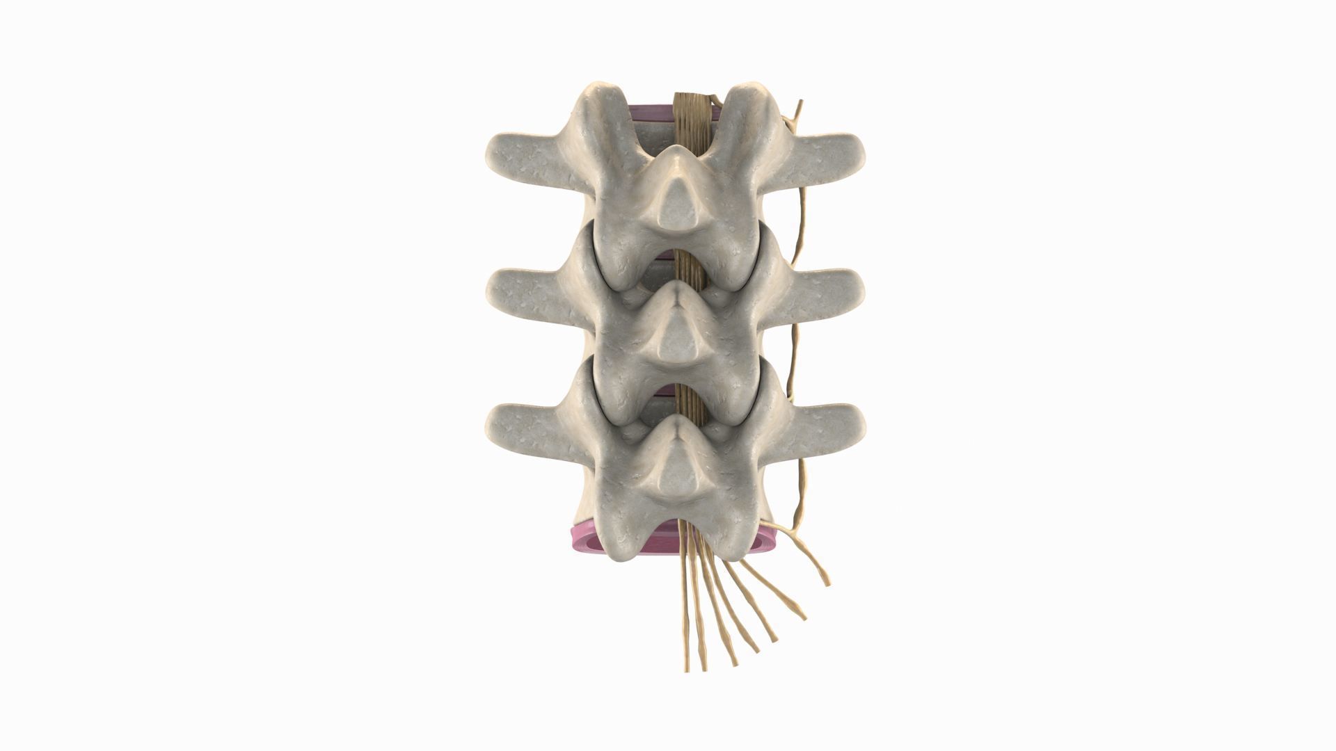 Slipped Bulging Herniated Herniation Disc Spine 3D model_19