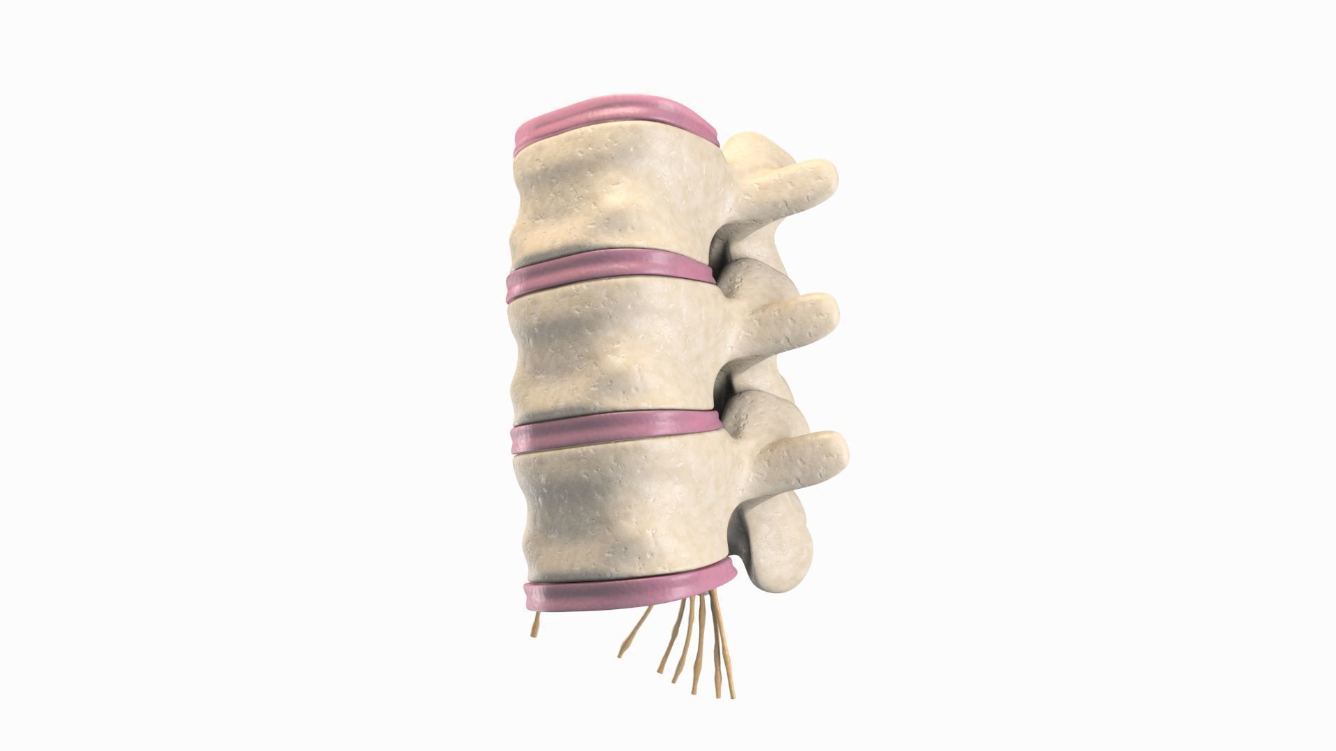 Slipped Bulging Herniated Herniation Disc Spine 3D model_21
