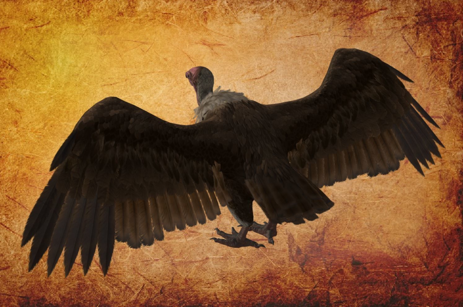 Bird - vulture Low-poly 3D model_11