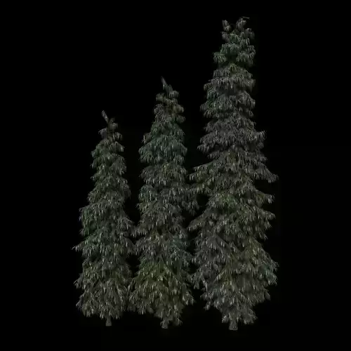 asopalav tree 3d model - ashoka tree - polygonia longifolia