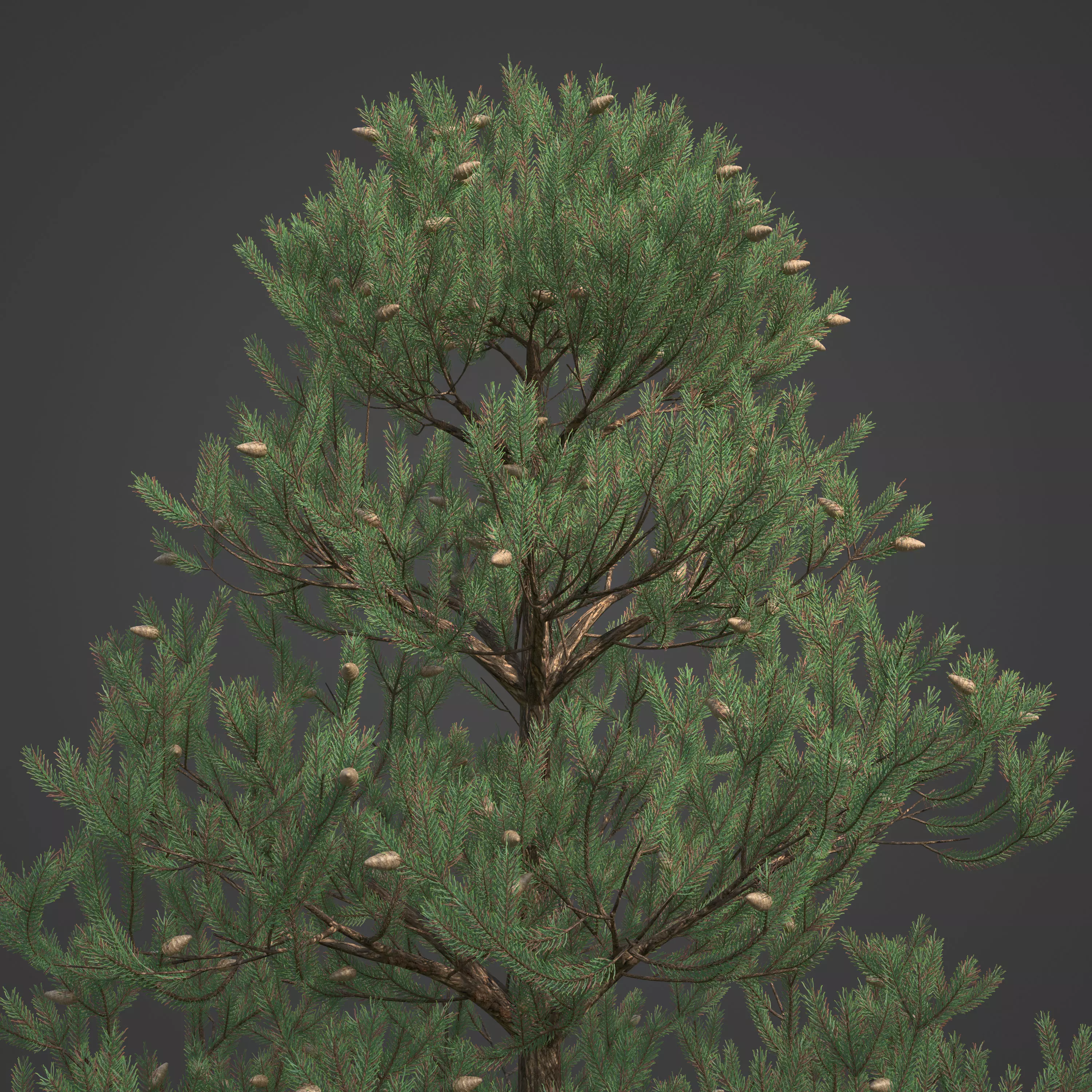 2021 PBR Austrian Black Pine Collection - Pinus Nigra 3D model_0