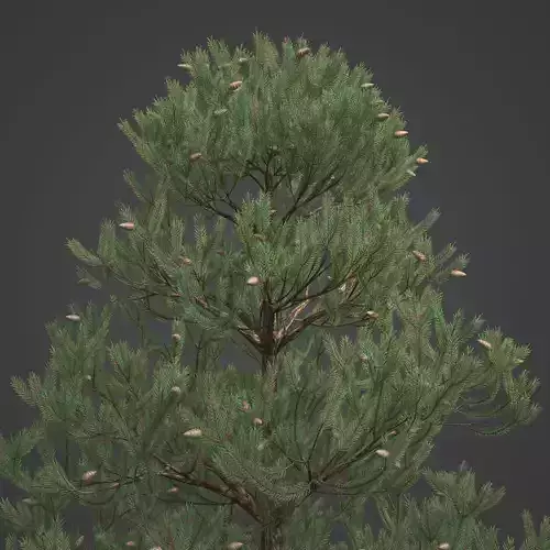2021 PBR Austrian Black Pine Collection - Pinus Nigra 3D model
