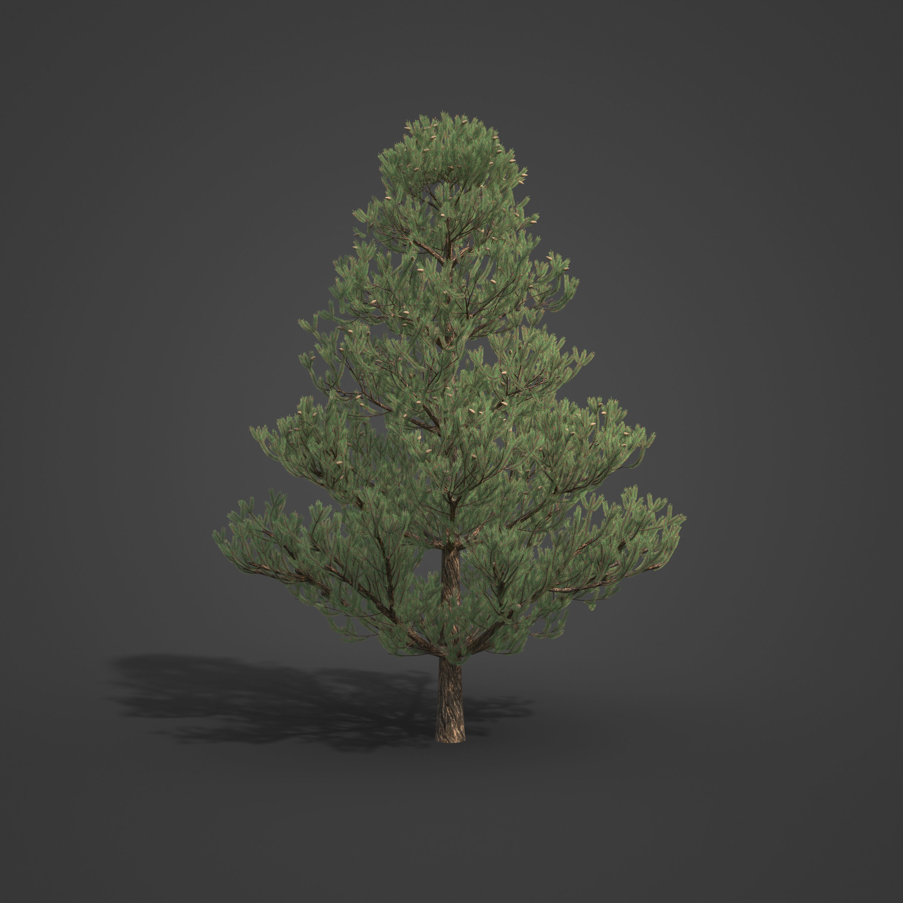 2021 PBR Austrian Black Pine Collection - Pinus Nigra 3D model_4