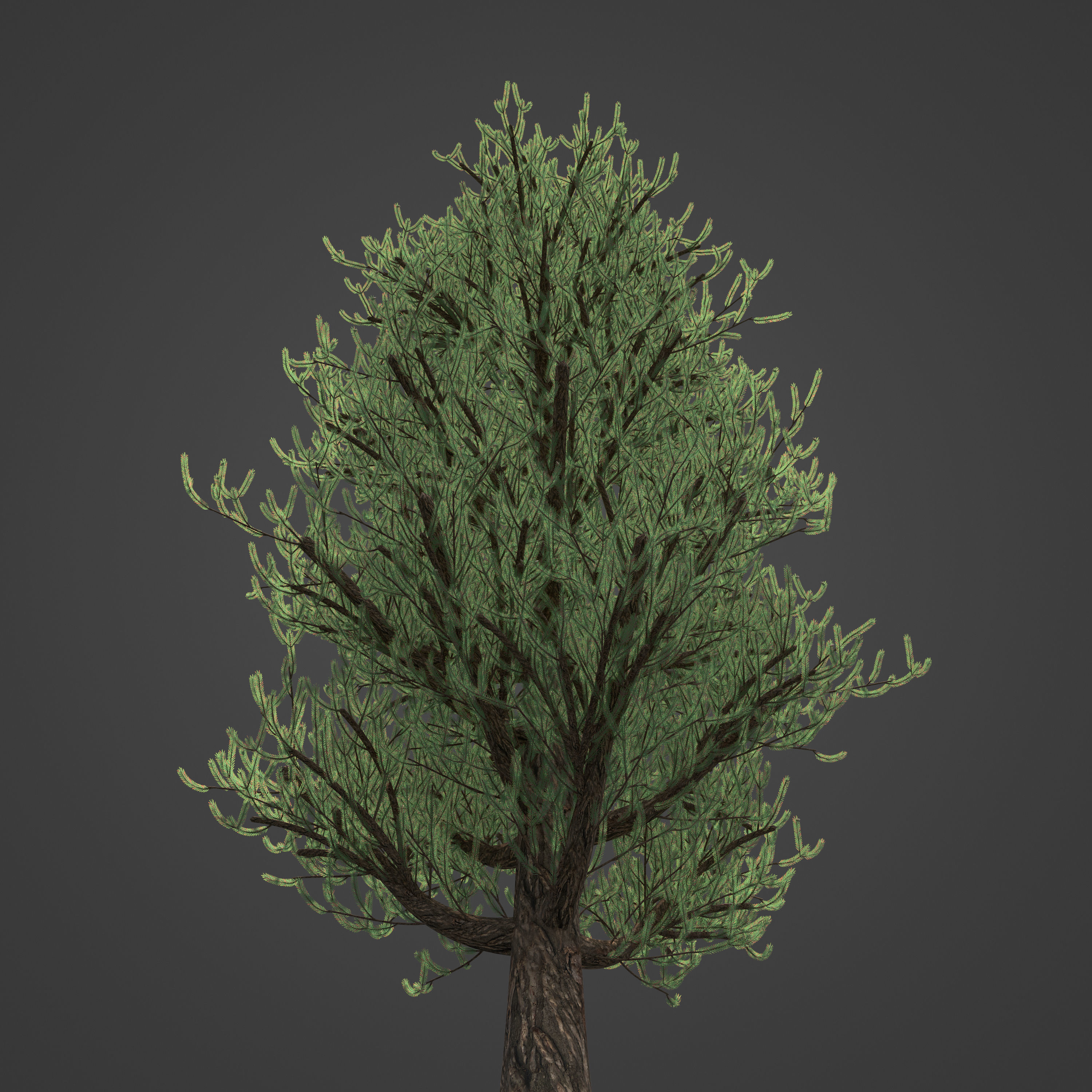 2021 PBR Austrian Black Pine Collection - Pinus Nigra 3D model_6