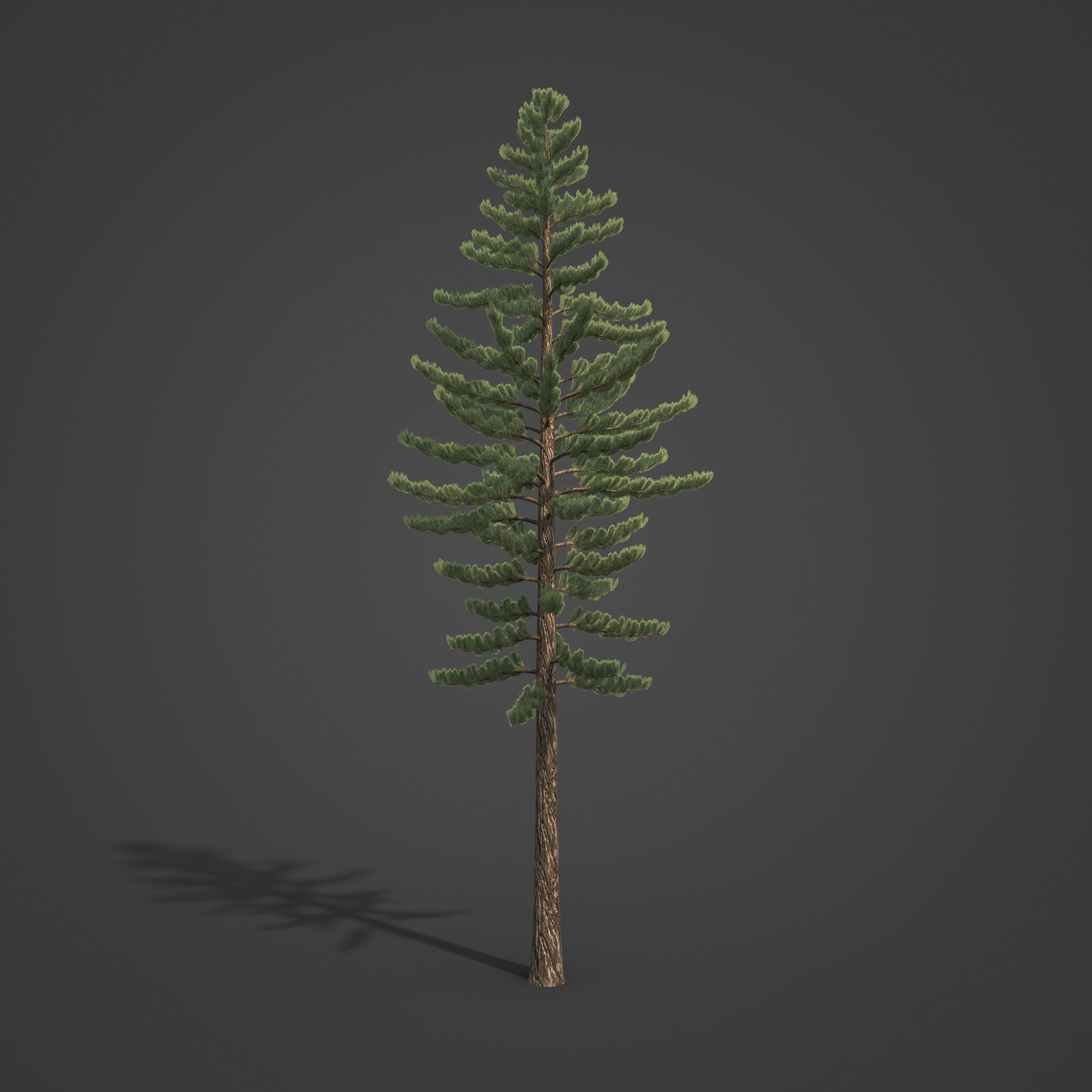 2021 PBR Austrian Black Pine Collection - Pinus Nigra 3D model_2
