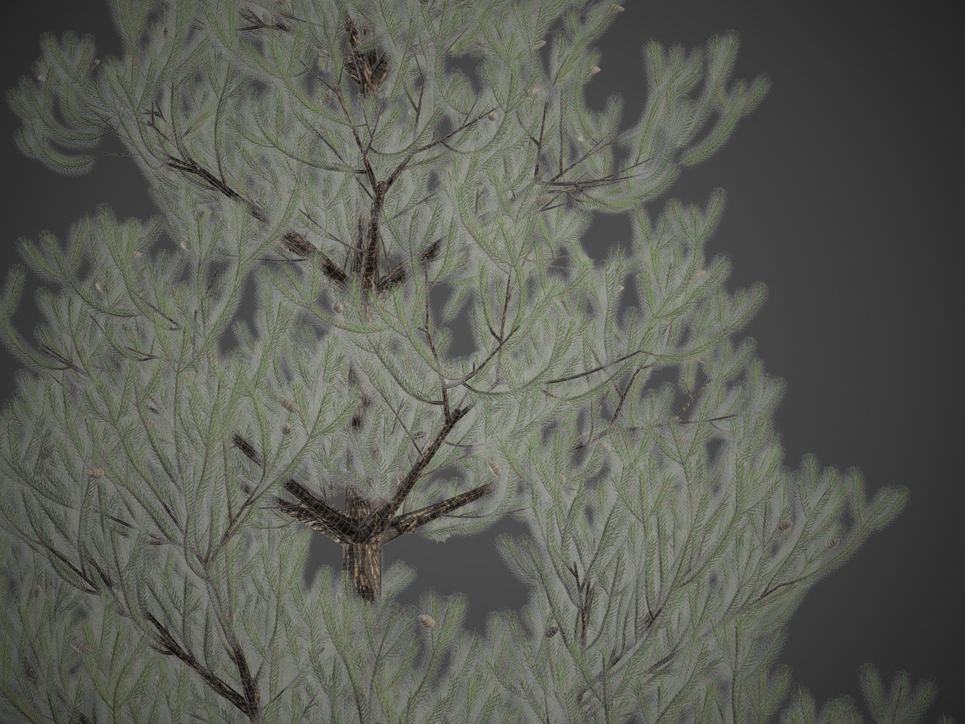 2021 PBR Austrian Black Pine Collection - Pinus Nigra 3D model_7