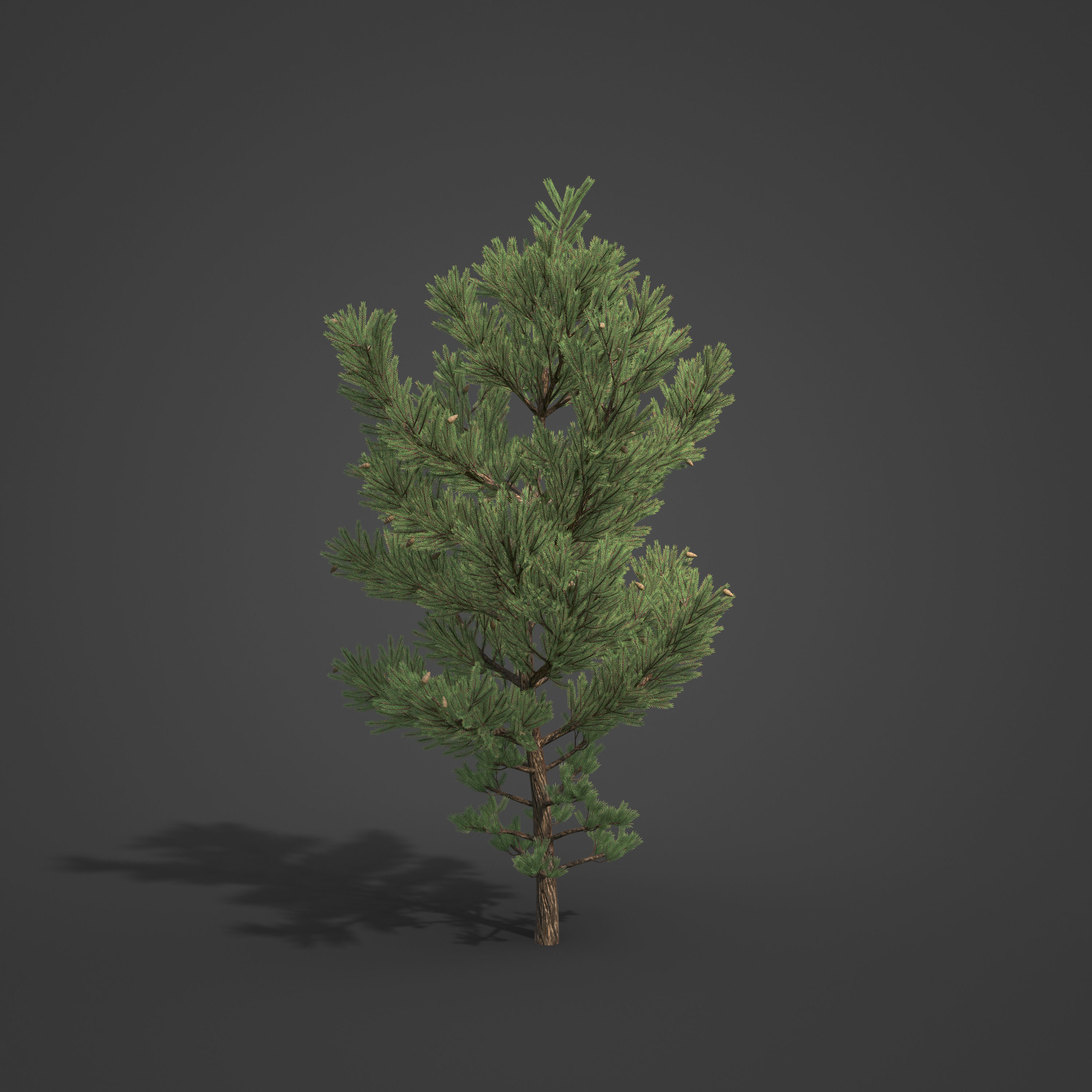 2021 PBR Austrian Black Pine Collection - Pinus Nigra 3D model_5