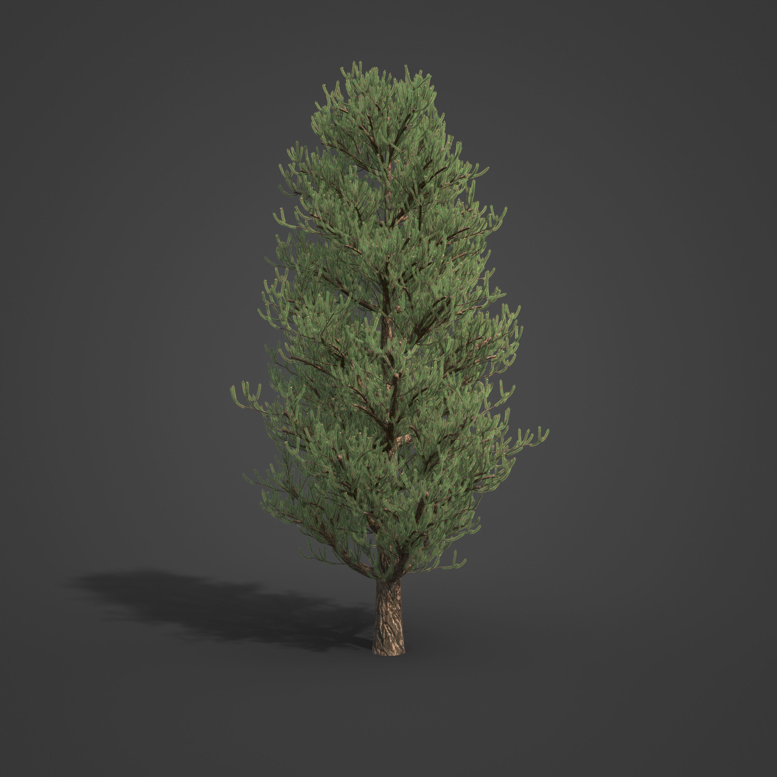 2021 PBR Austrian Black Pine Collection - Pinus Nigra 3D model_3