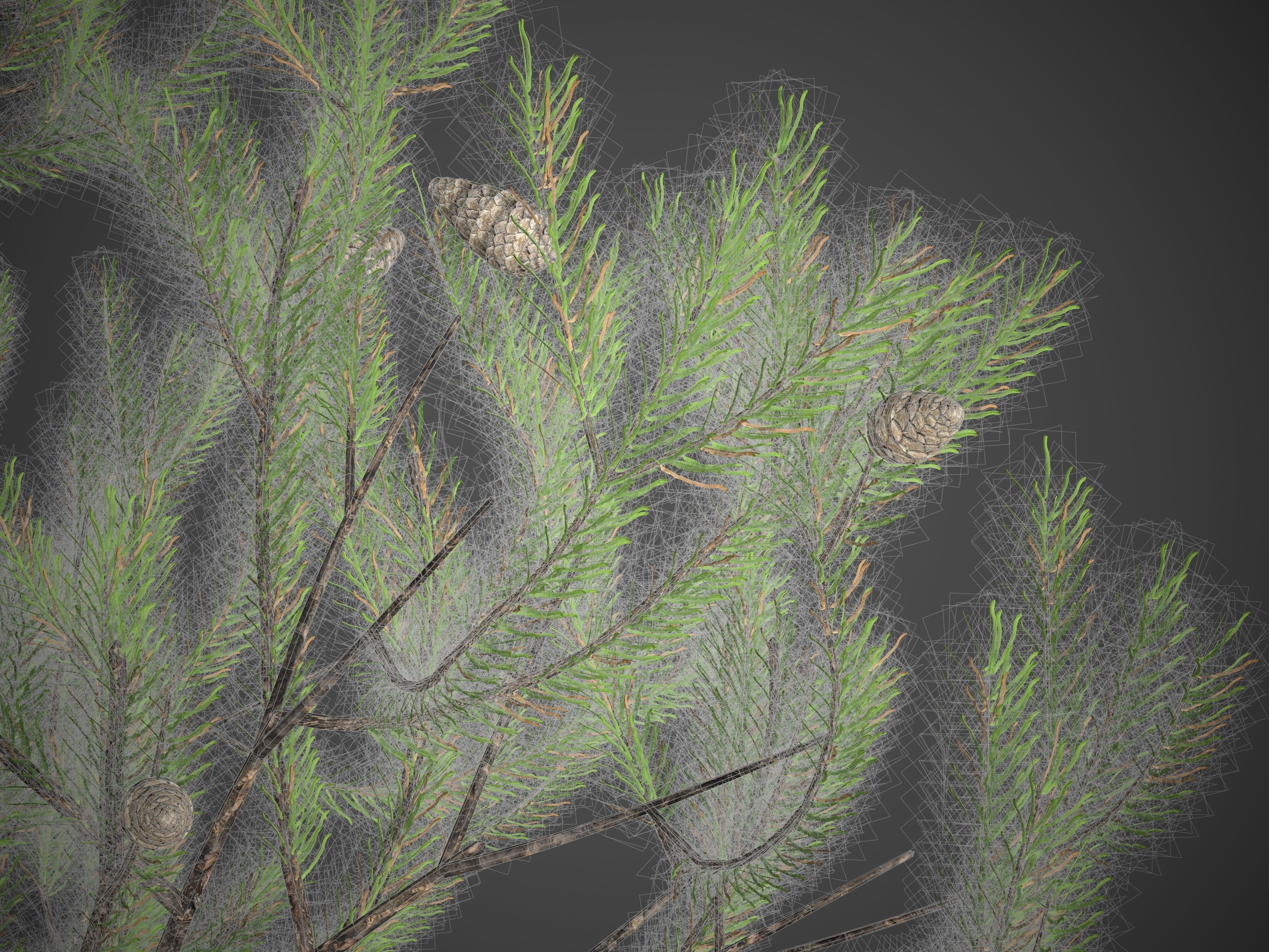 2021 PBR Austrian Black Pine Collection - Pinus Nigra 3D model_8