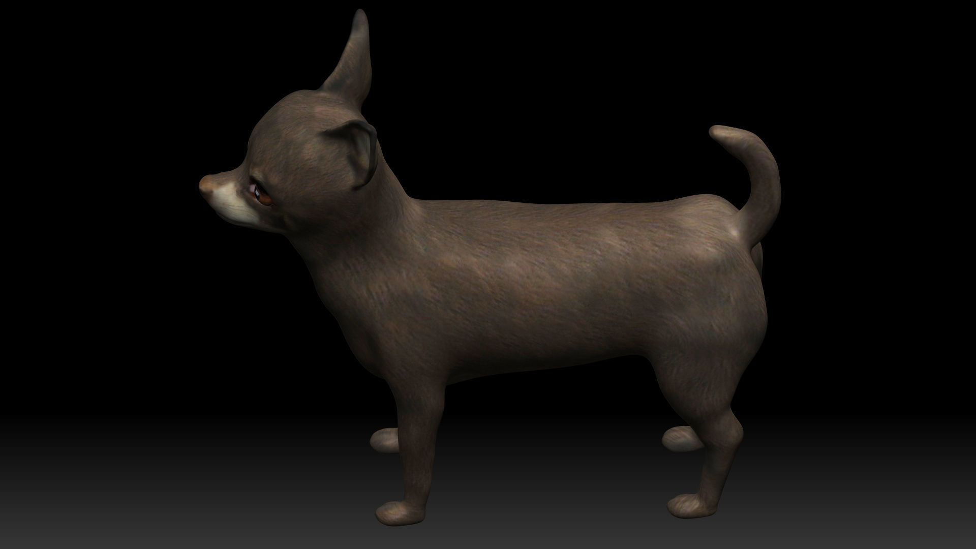 Chihuahua Dog Low-poly 3D model_5