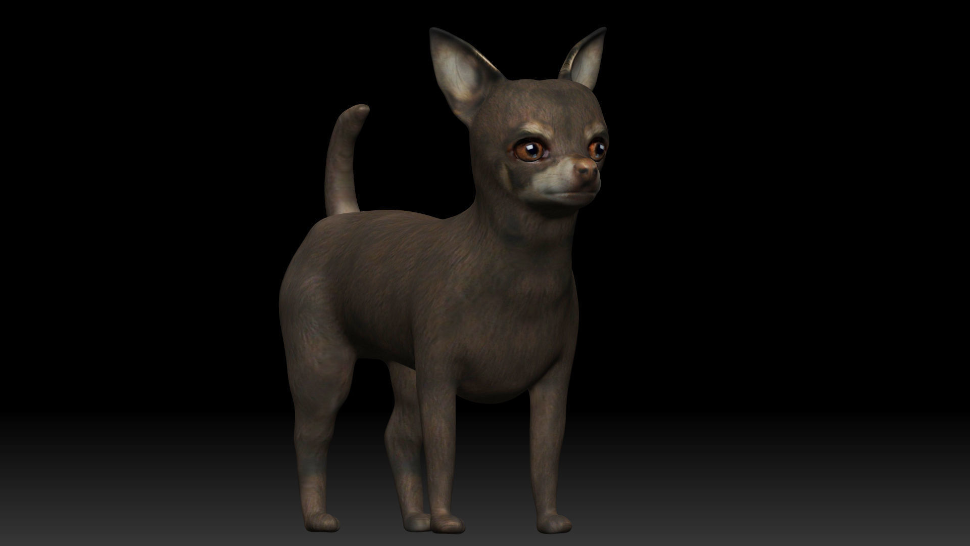 Chihuahua Dog Low-poly 3D model_3