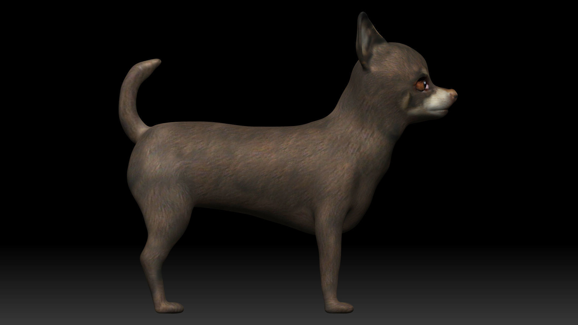 Chihuahua Dog Low-poly 3D model_4