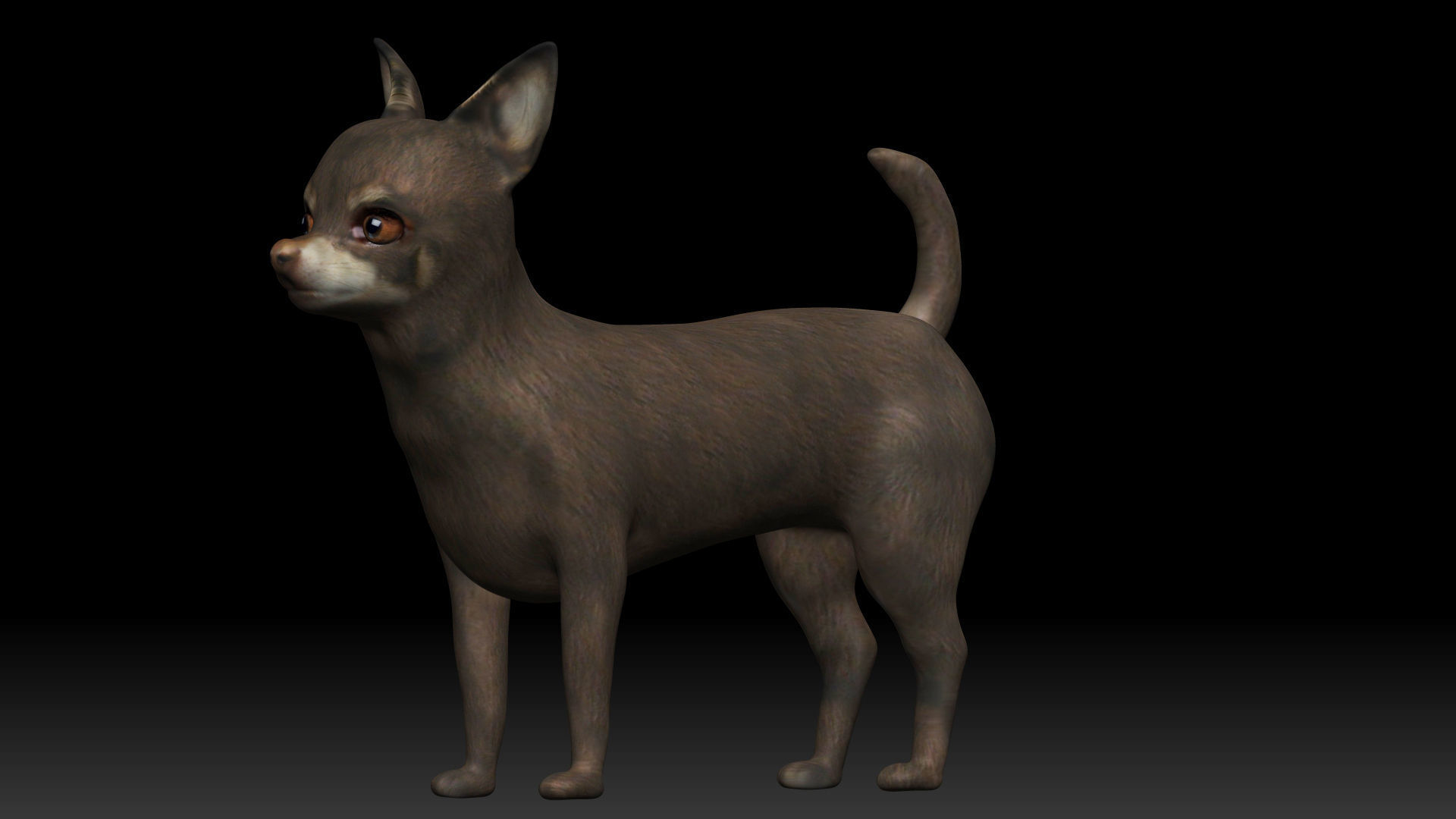 Chihuahua Dog Low-poly 3D model_1