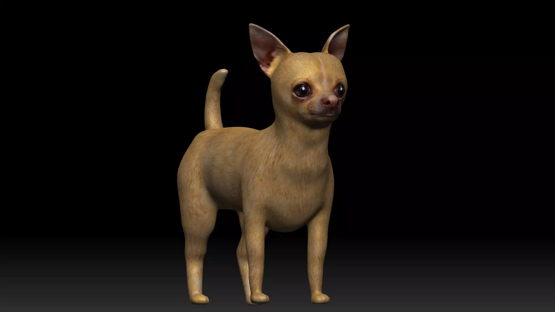 Chihuahua Dog Low-poly 3D model_0
