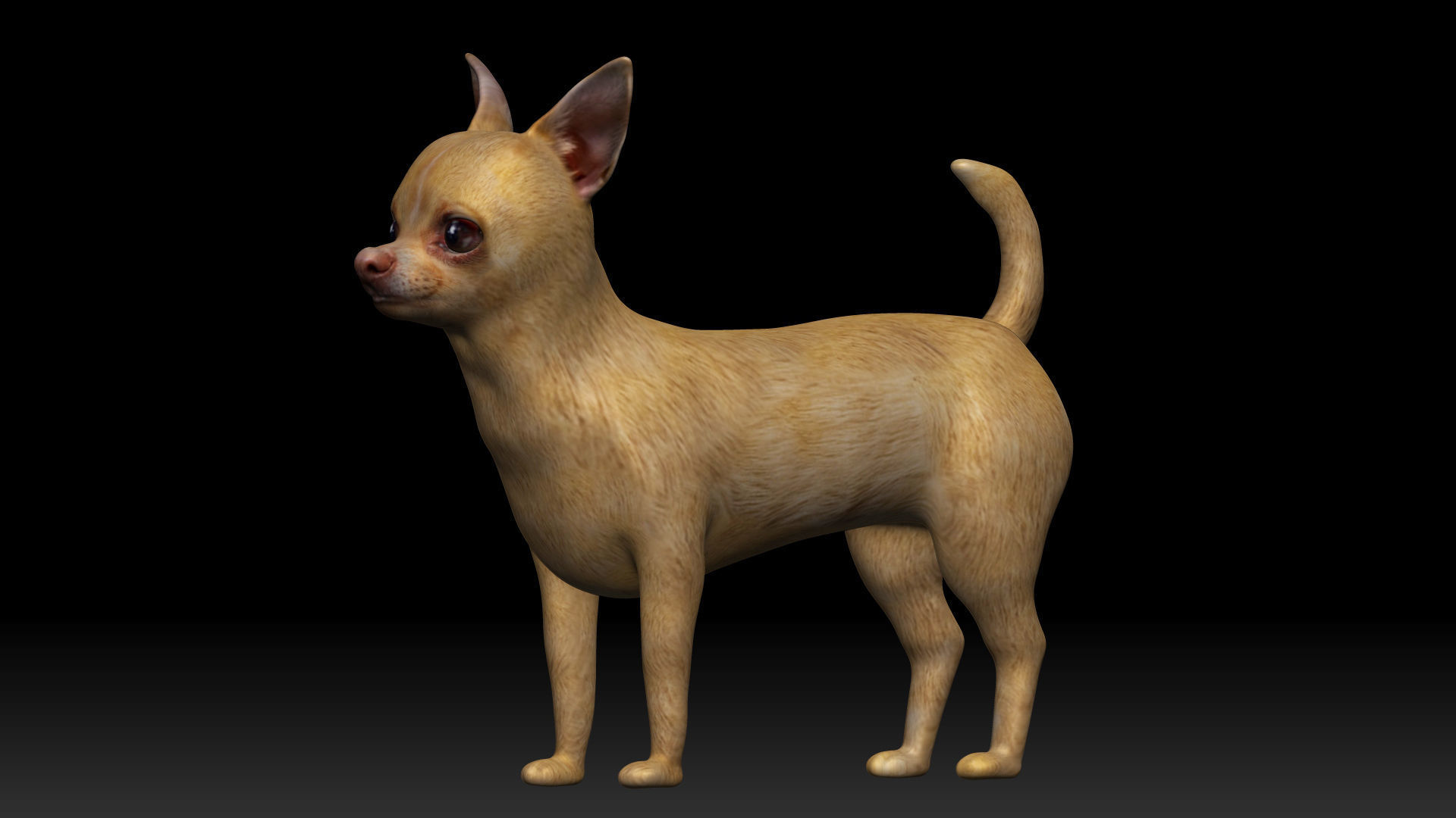 Chihuahua Dog Low-poly 3D model_2