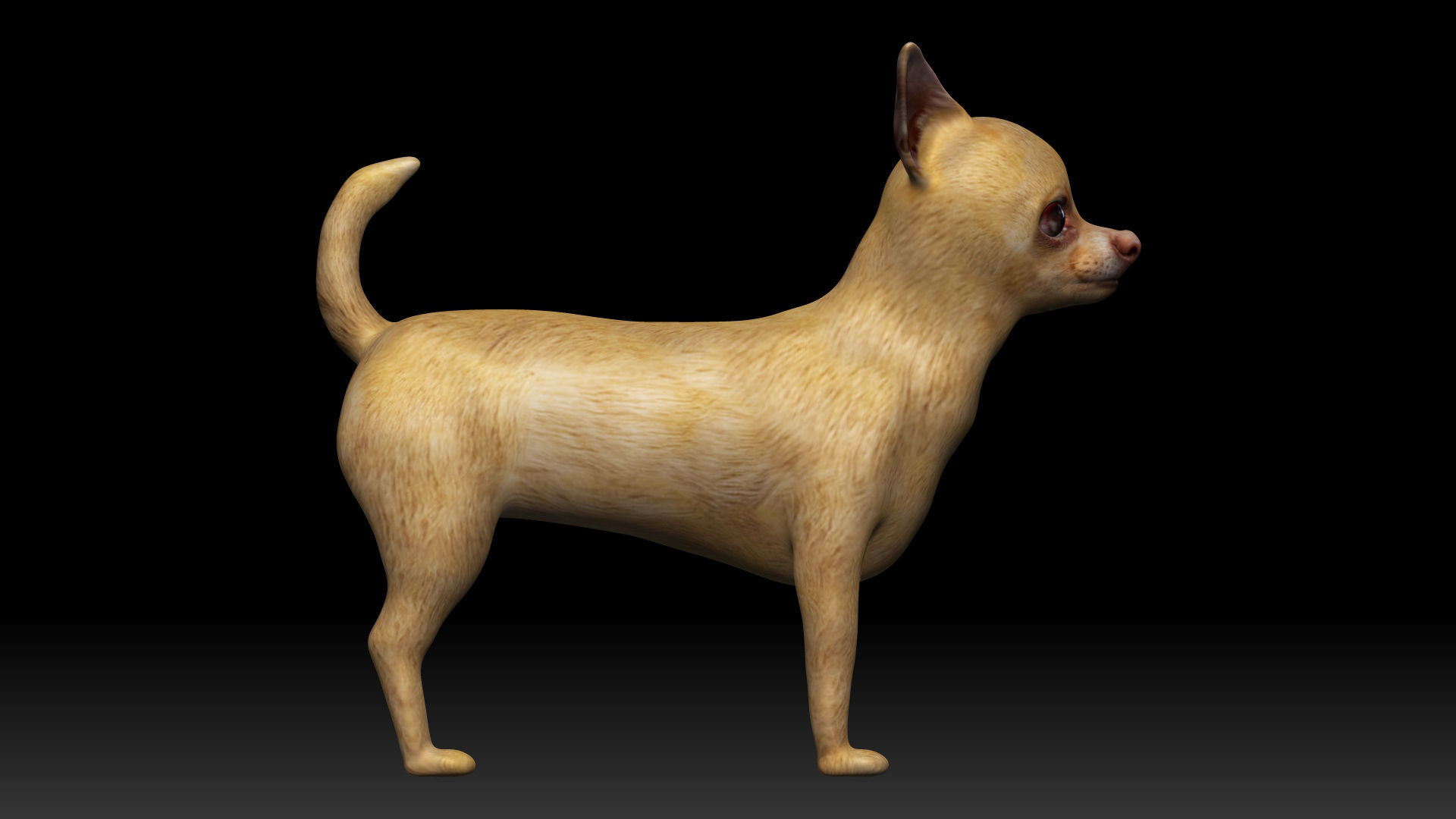 Chihuahua Dog Low-poly 3D model_3