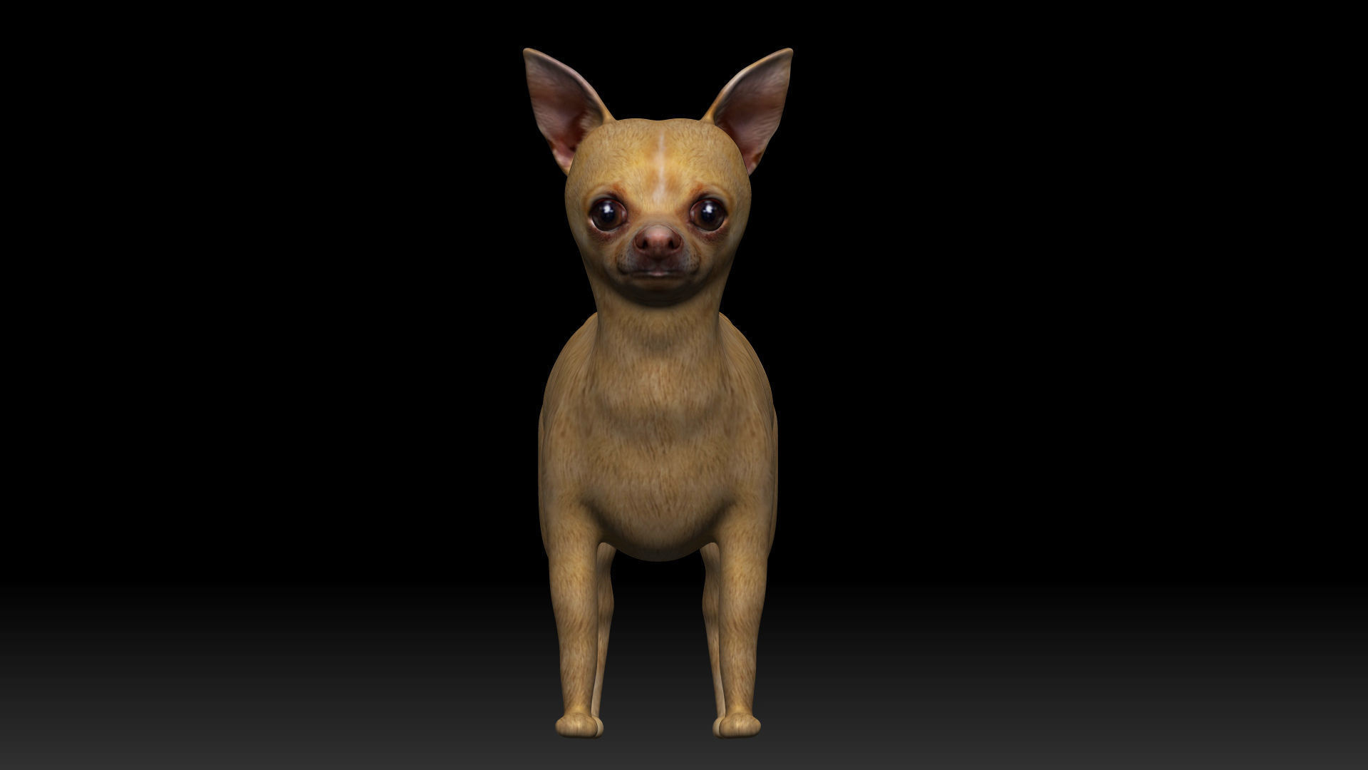 Chihuahua Dog Low-poly 3D model_1