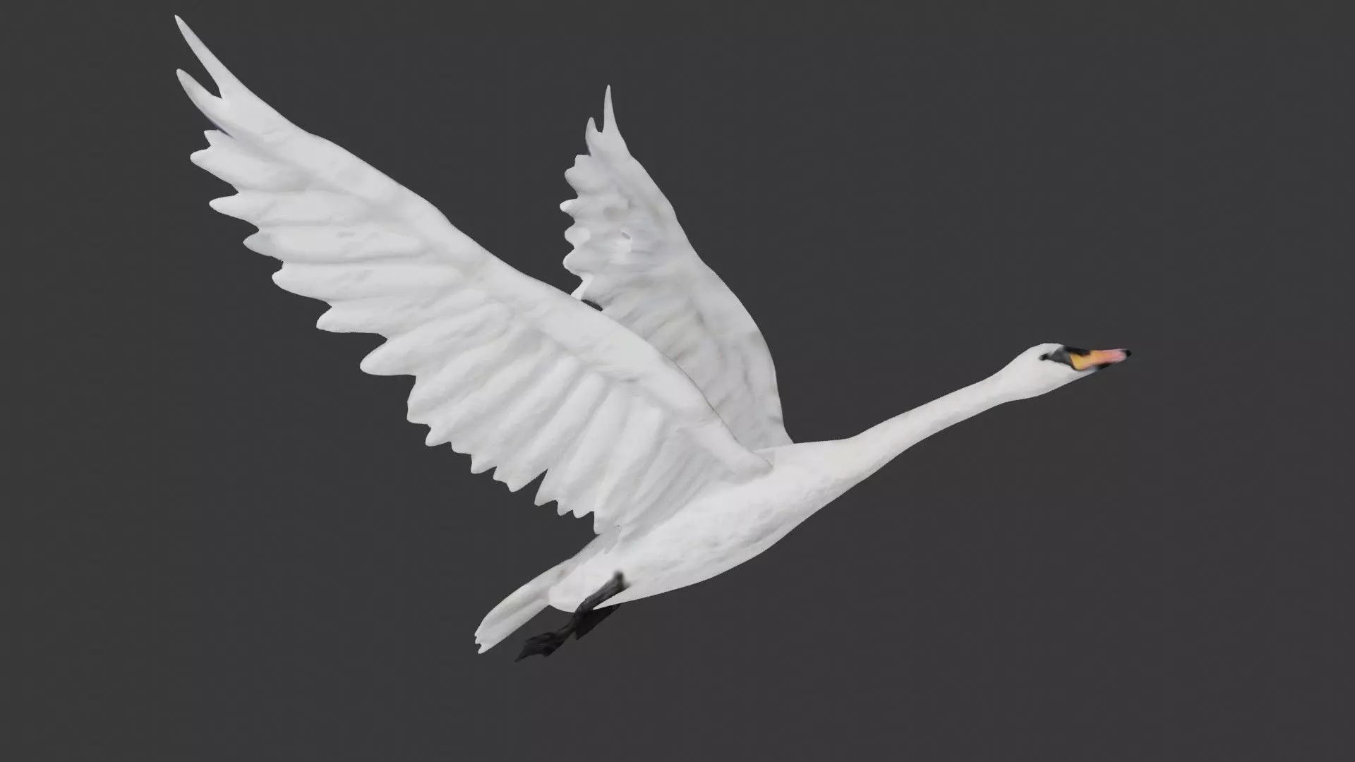 Swan bird Low-poly 3D model_0