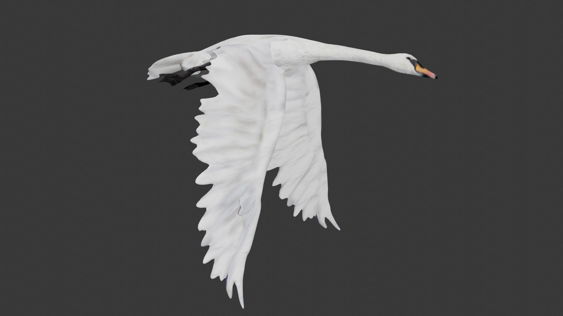 Swan bird Low-poly 3D model_3