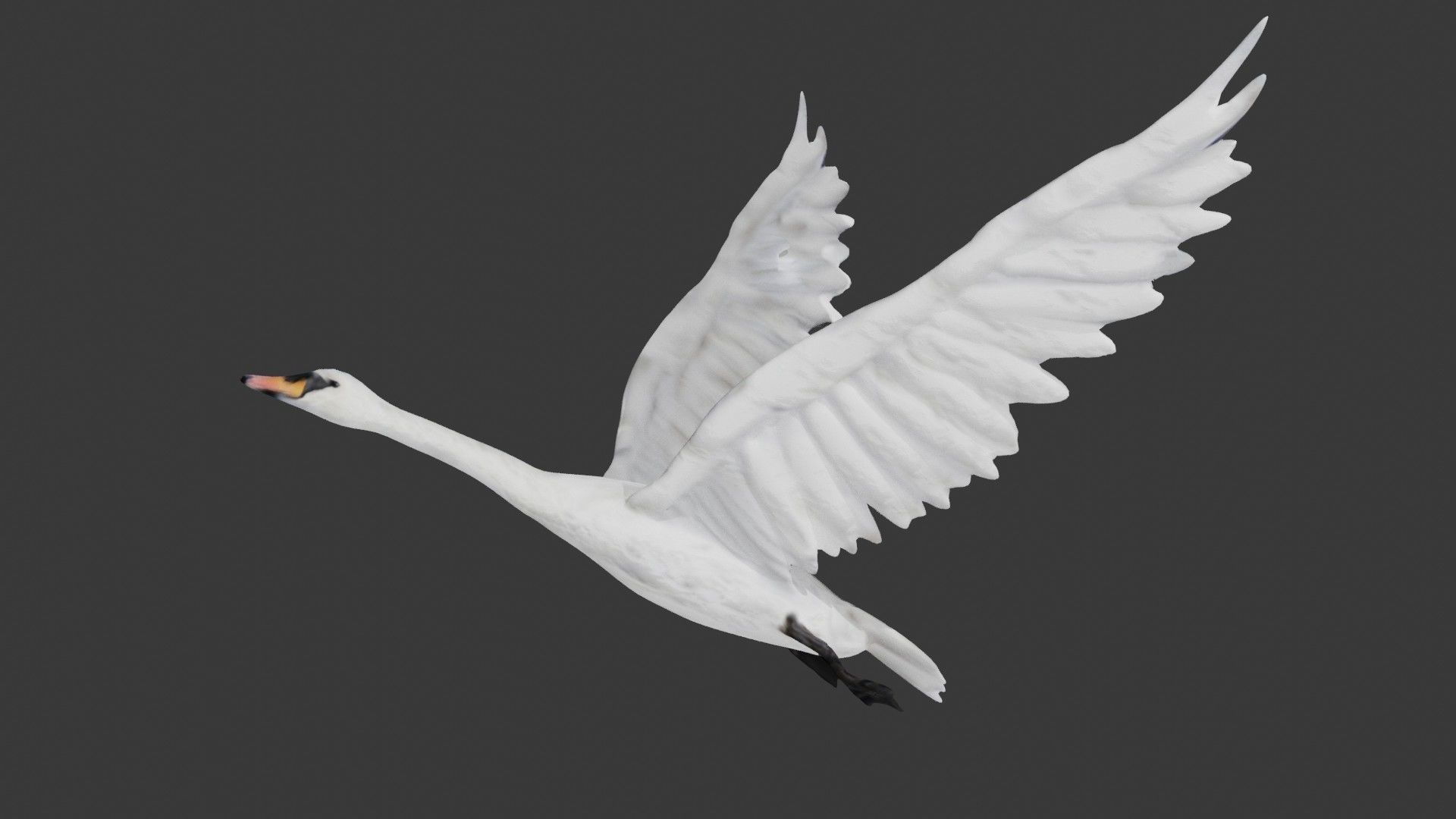 Swan bird Low-poly 3D model_4