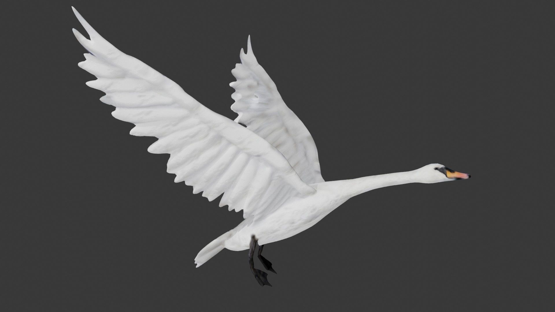Swan bird Low-poly 3D model_1
