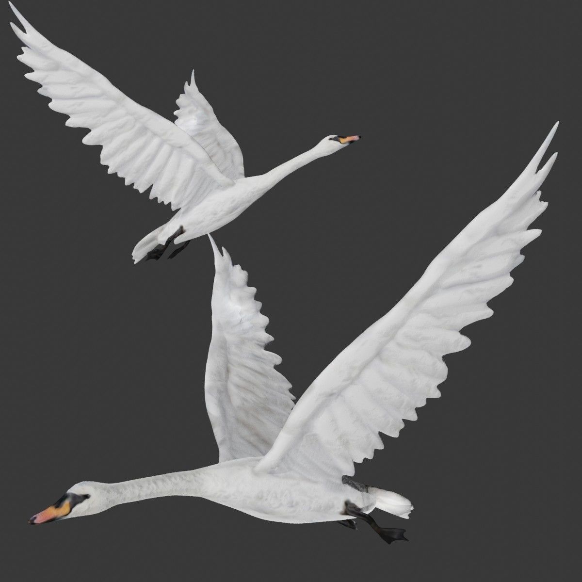Swan bird Low-poly 3D model_2