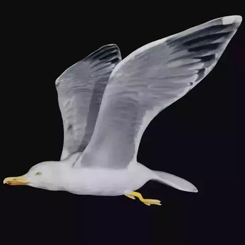 Seagull flying Low-poly 3D model