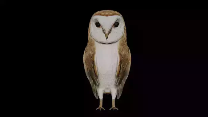 Barn Owl and white goose bird Low-poly 3D model