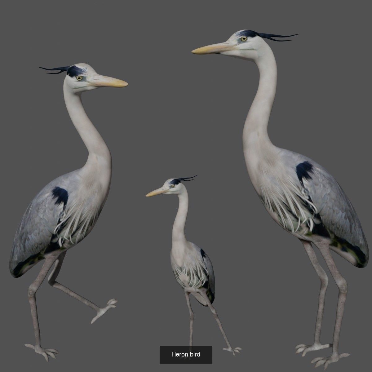 Birds Collection eagle in flight _42