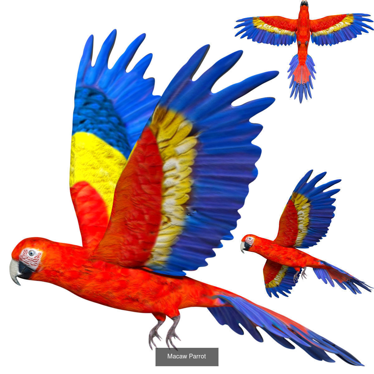 Birds Collection eagle in flight _16