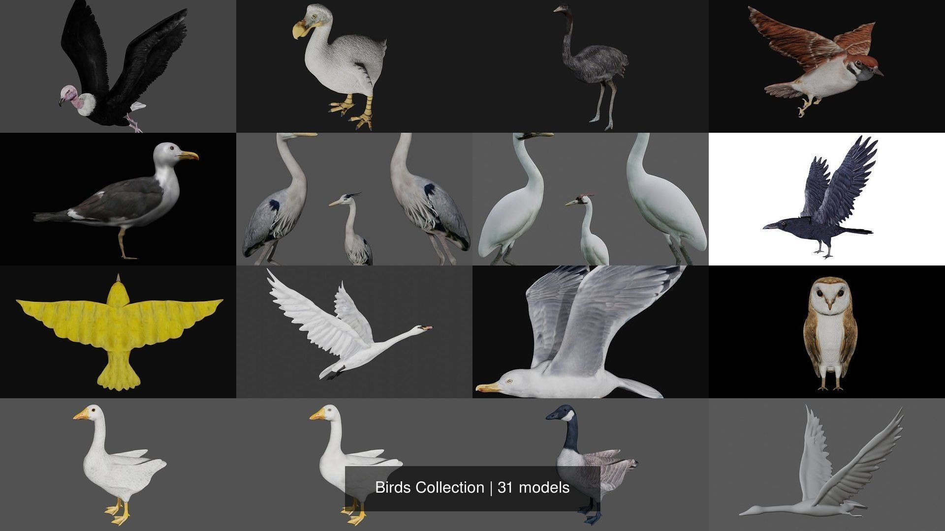 Birds Collection eagle in flight _11