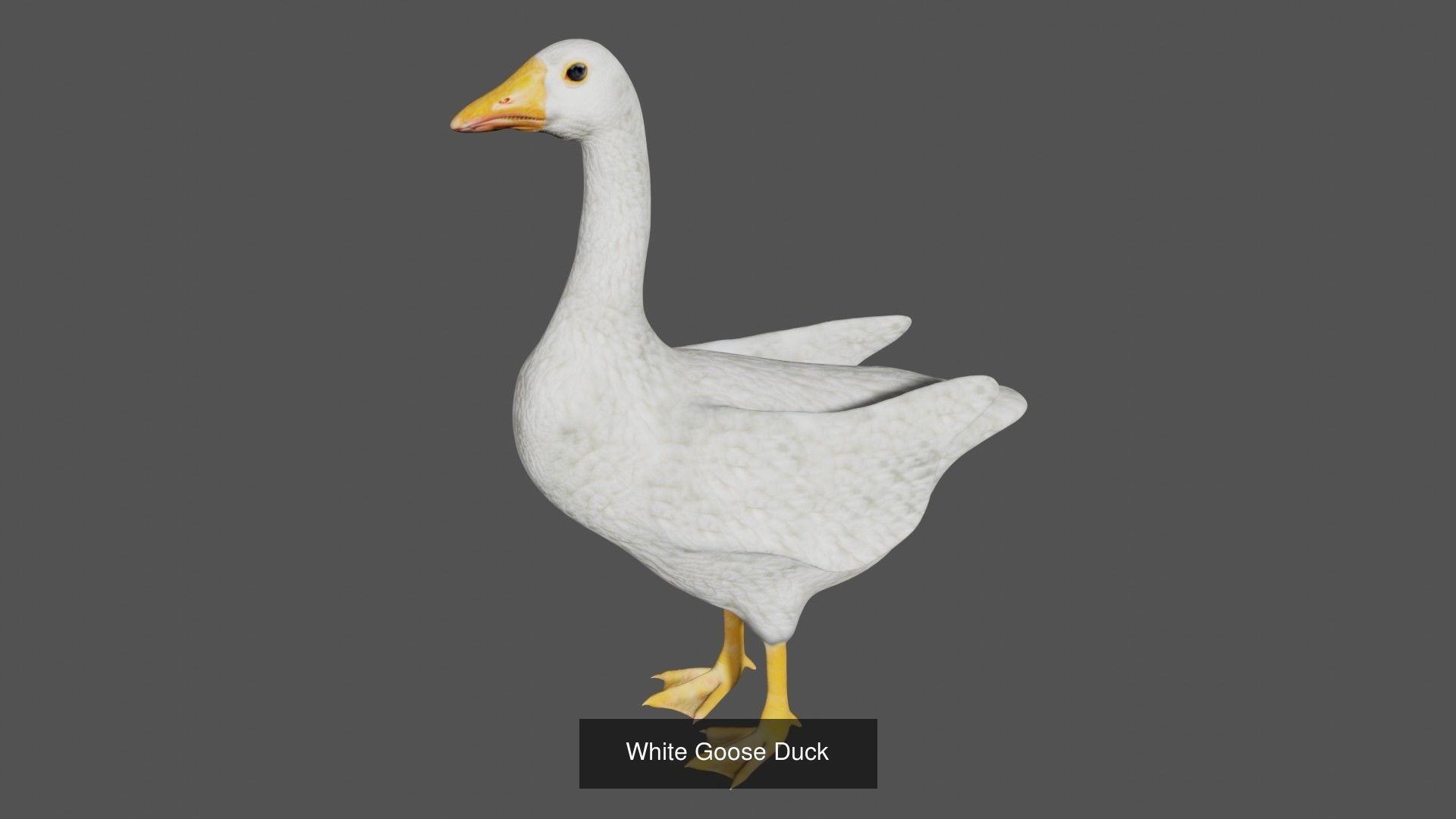 Birds Collection eagle in flight _19