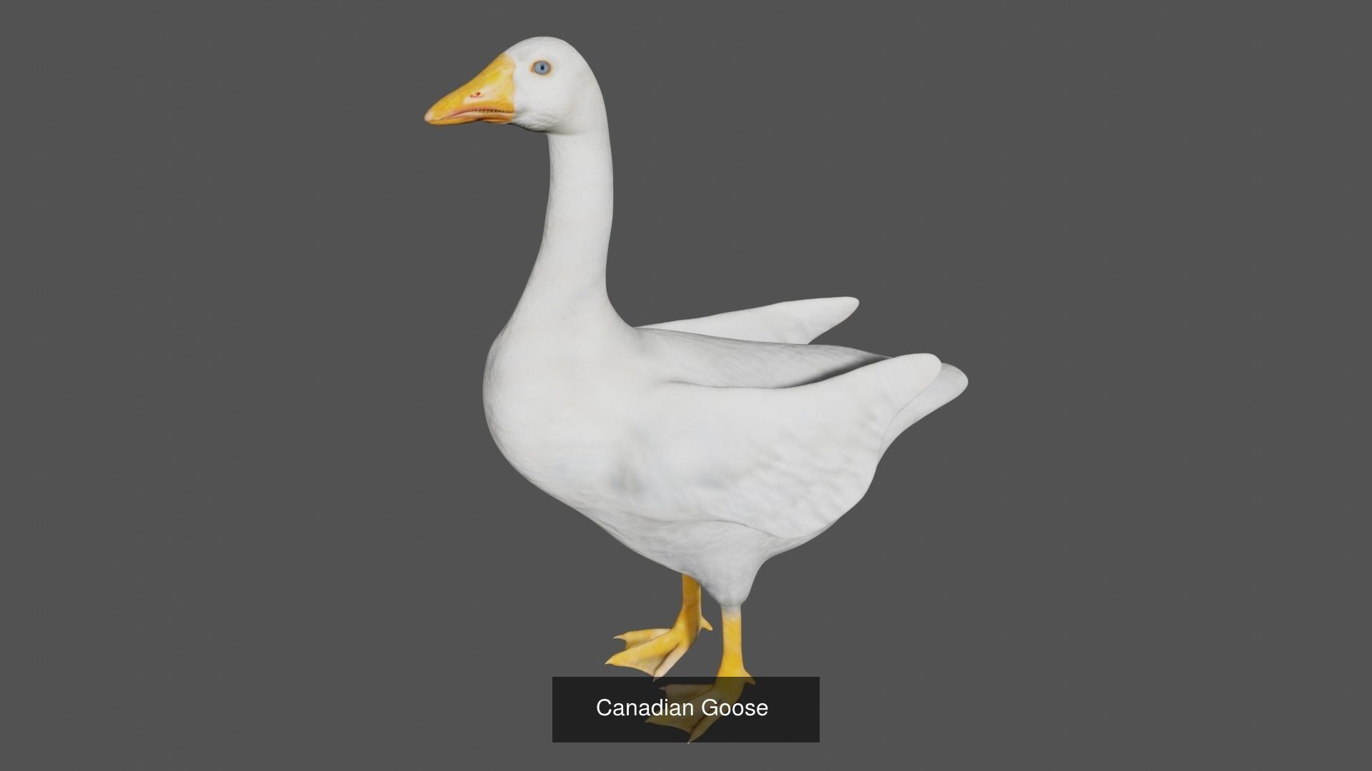 Birds Collection eagle in flight _21