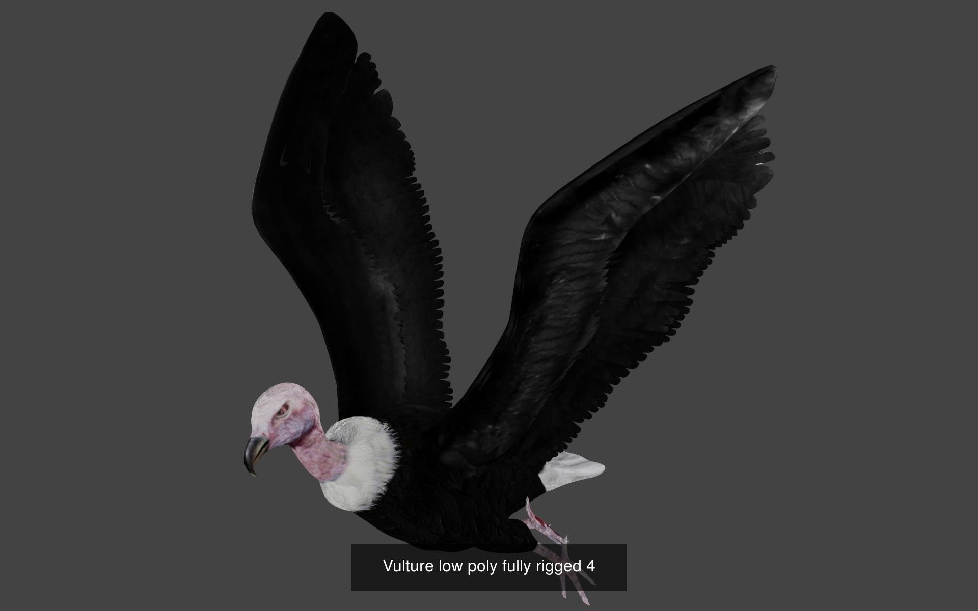 Birds Collection eagle in flight _37