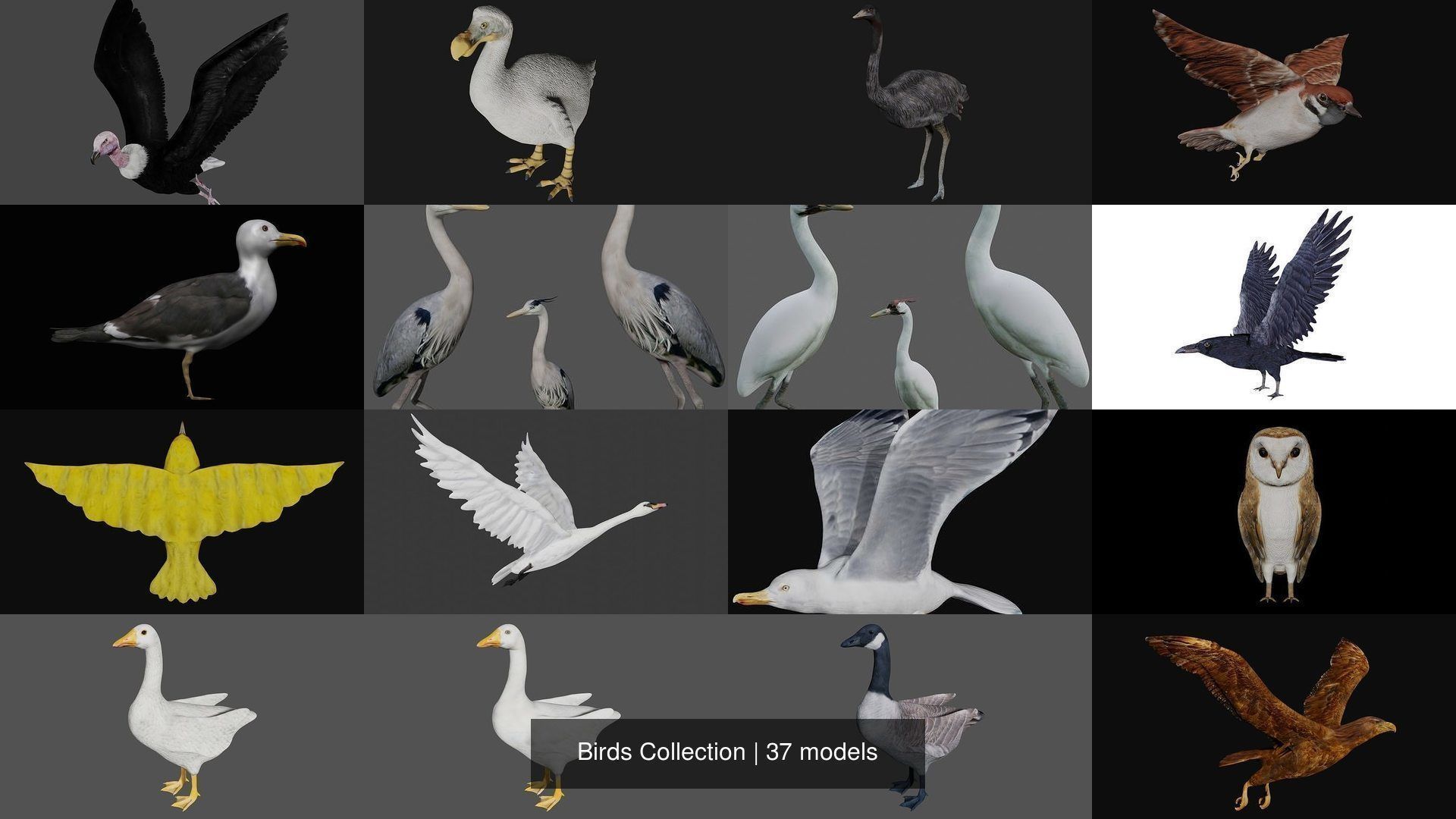 Birds Collection eagle in flight _7