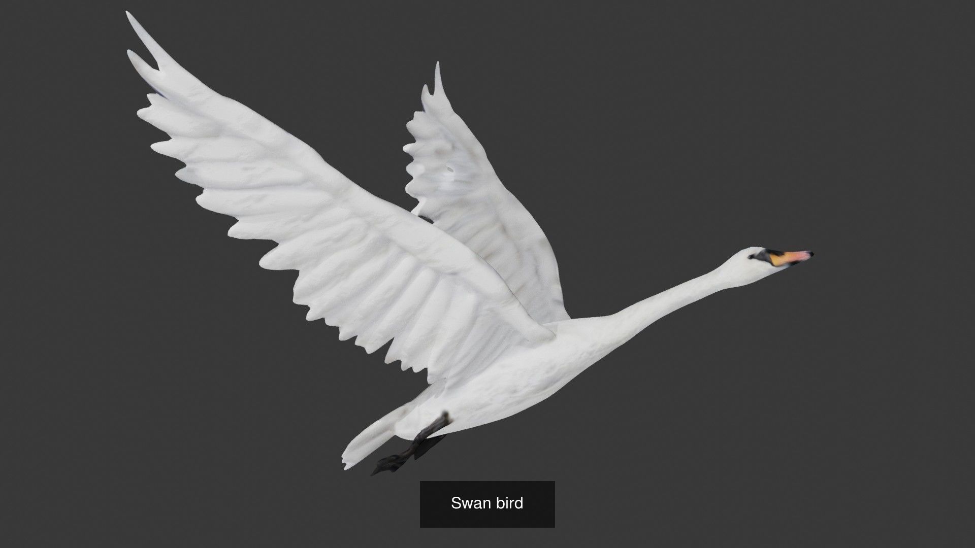 Birds Collection eagle in flight _46