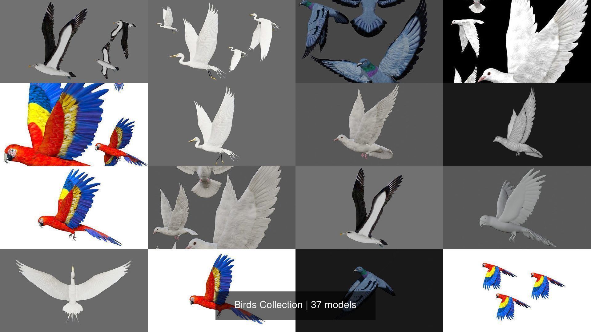 Birds Collection eagle in flight _4