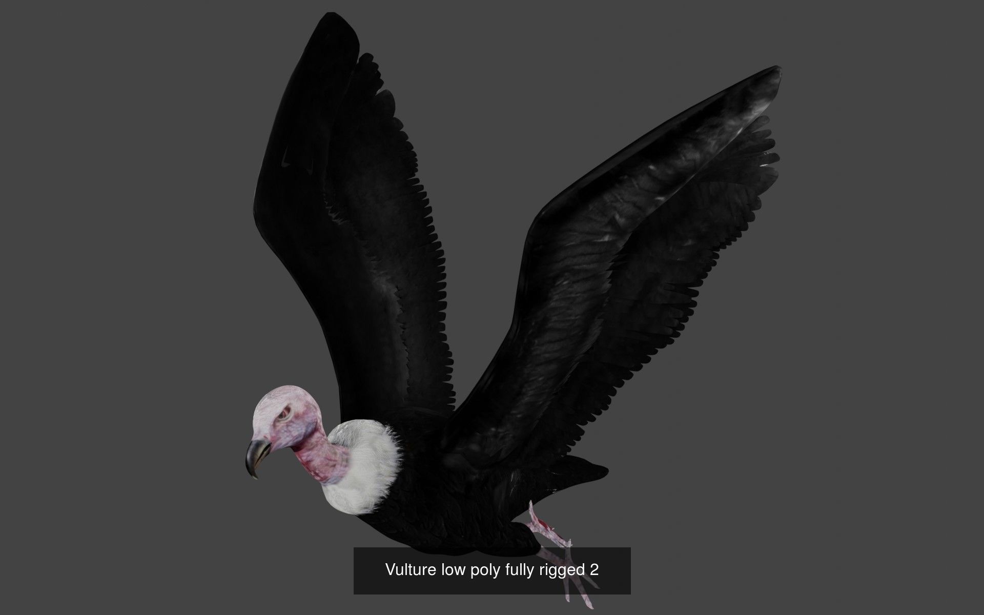 Birds Collection eagle in flight _35