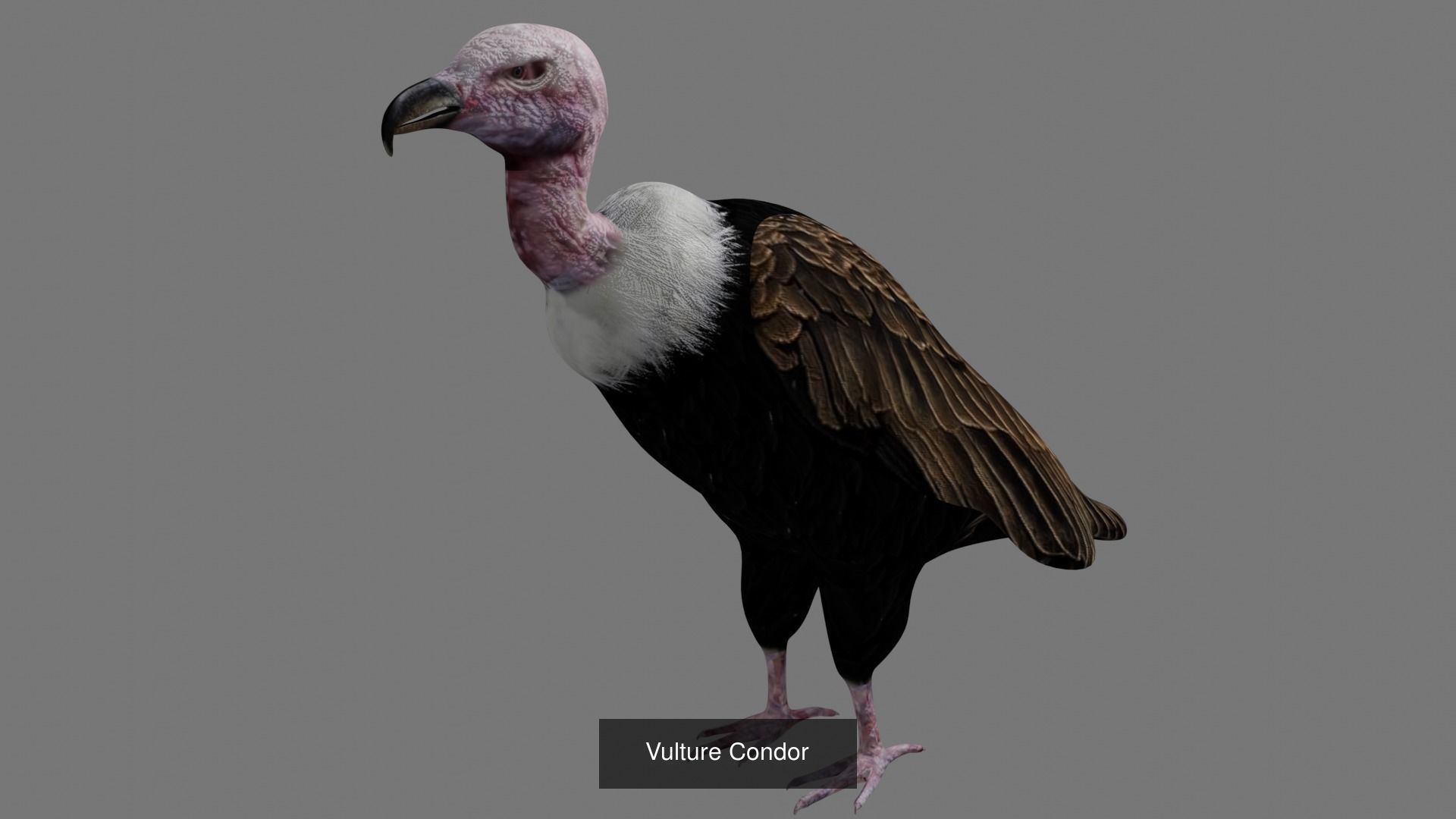 Birds Collection eagle in flight _20