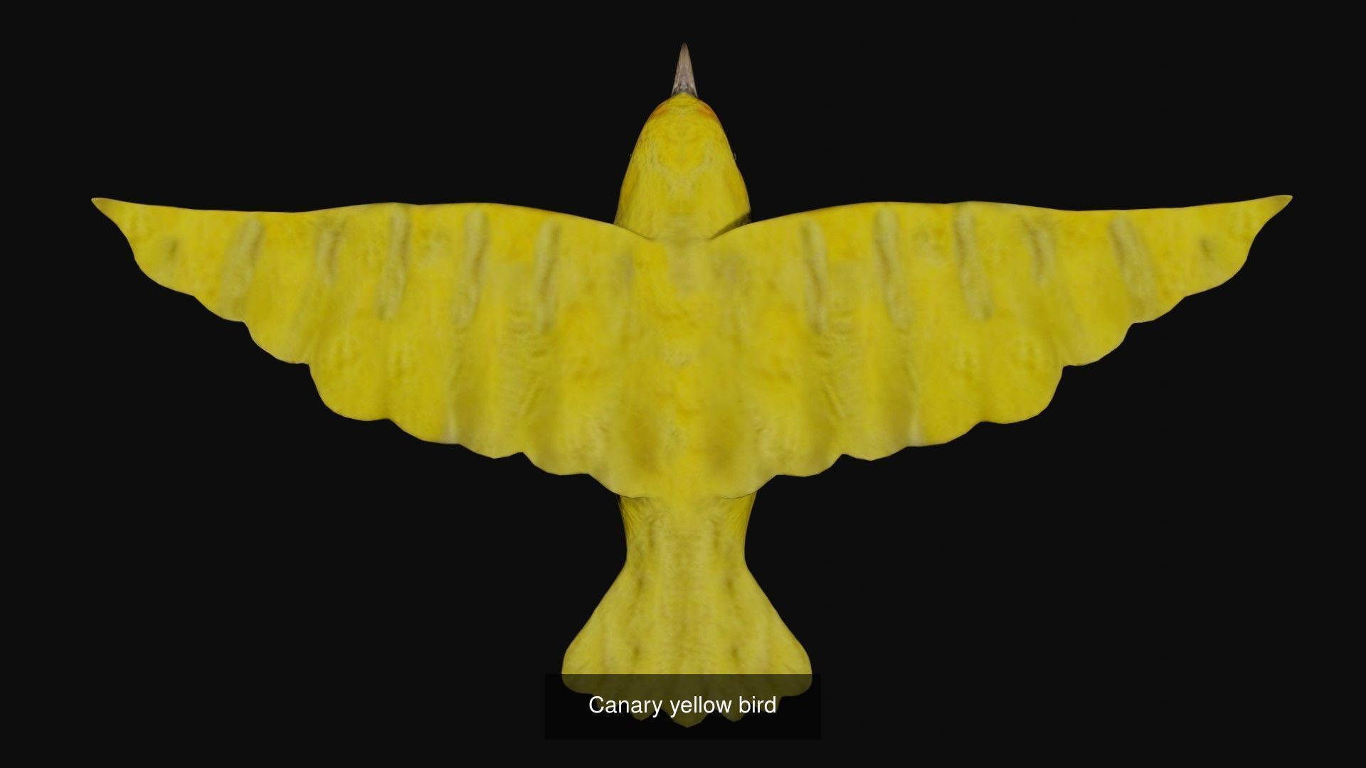 Birds Collection eagle in flight _45