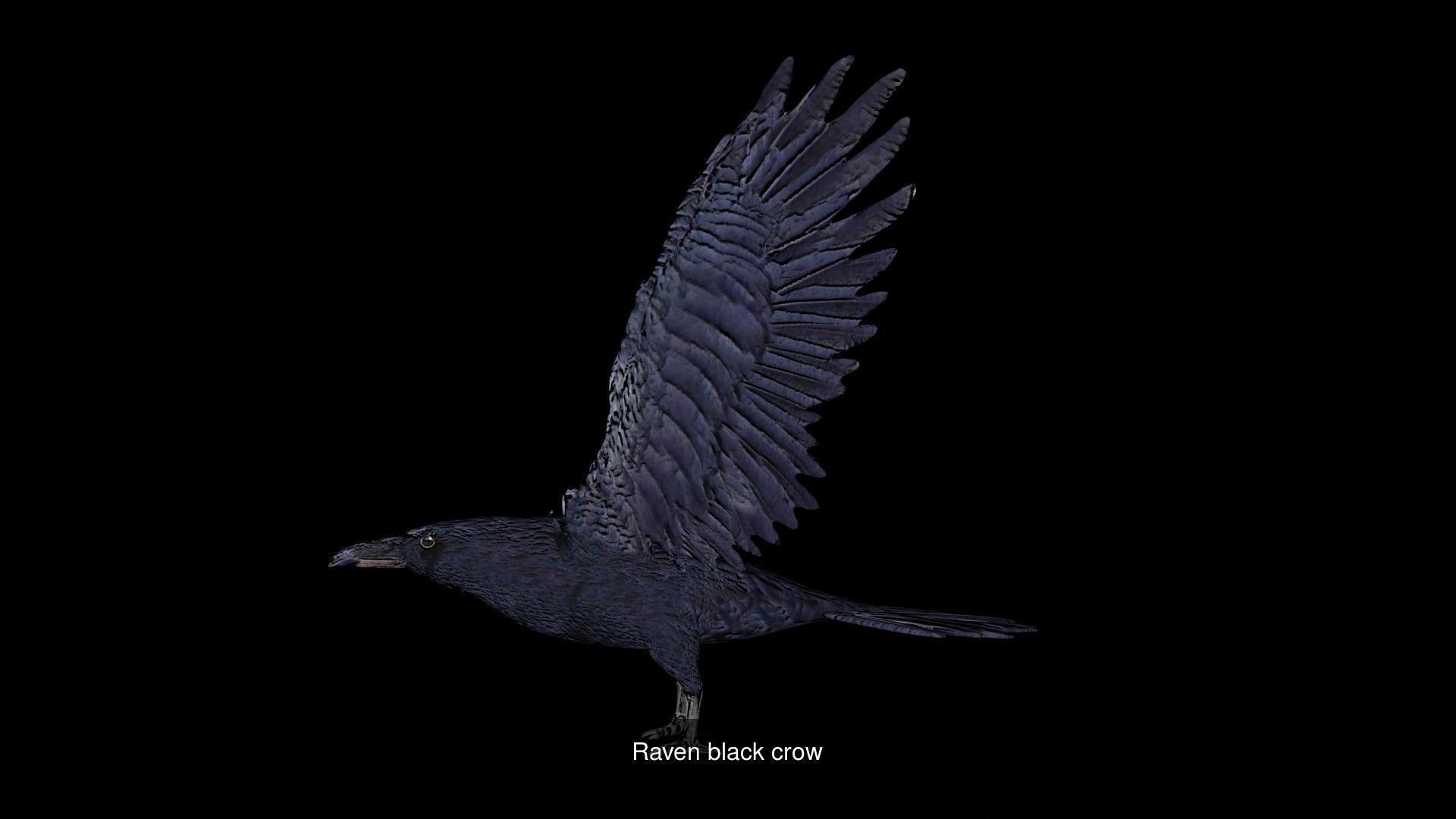 Birds Collection eagle in flight _44