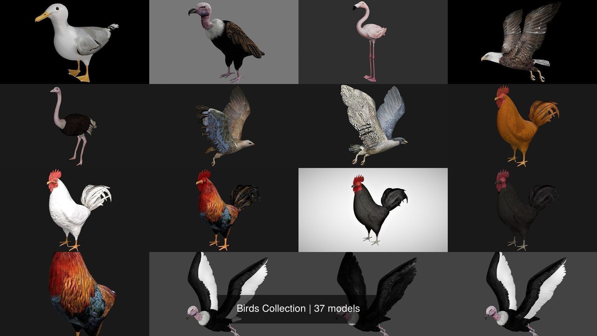 Birds Collection eagle in flight _3