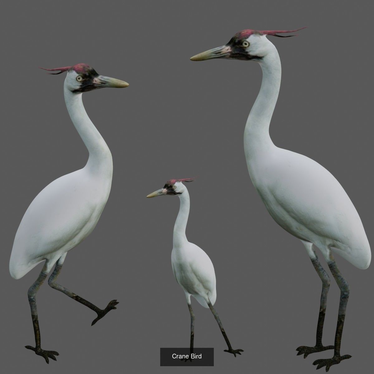 Birds Collection eagle in flight _43