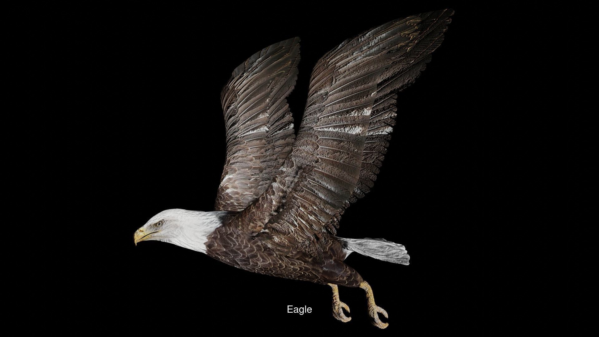 Birds Collection eagle in flight _24